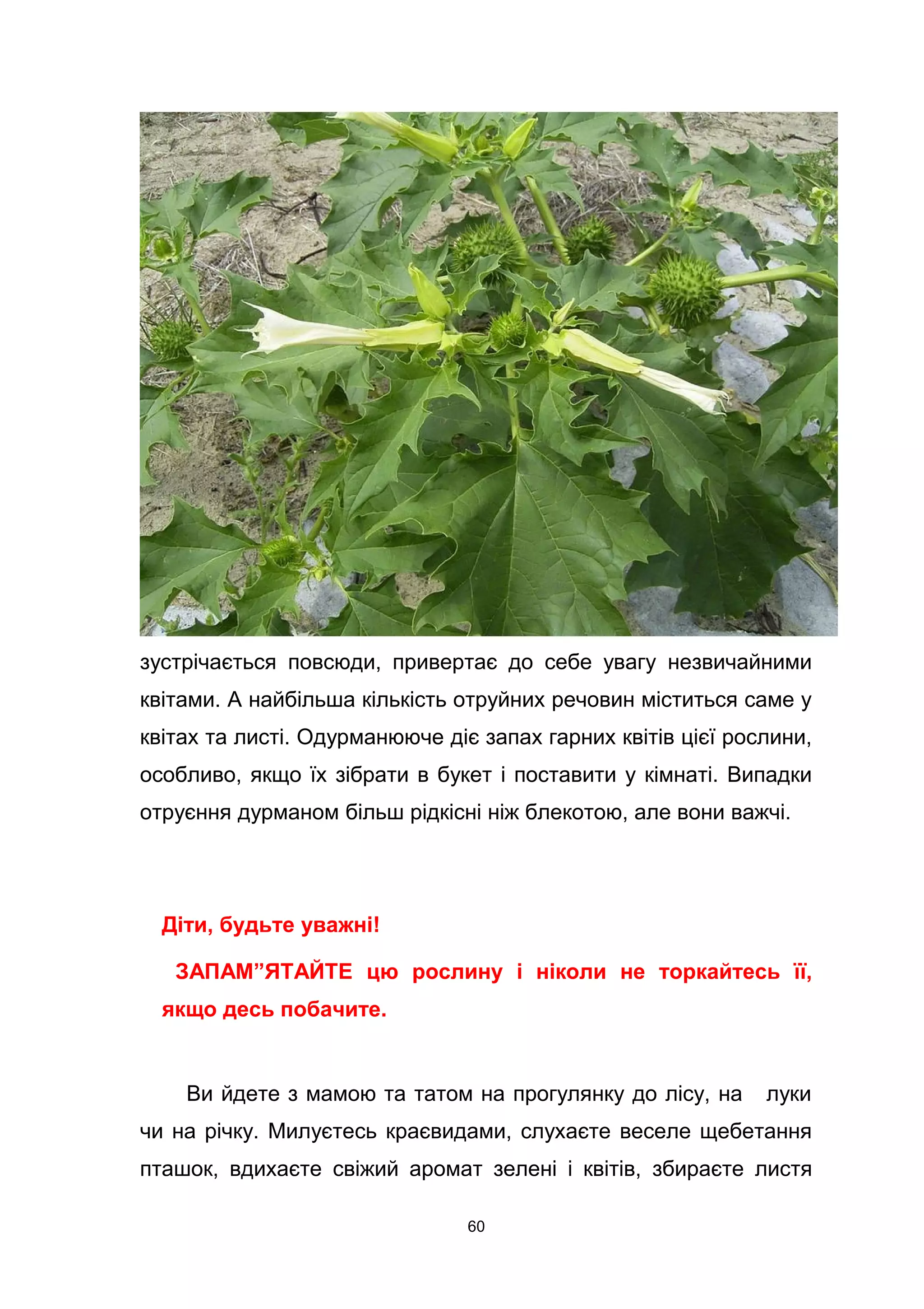 зустрічається повсюди, привертає до себе увагу незвичайними
квітами. А найбільша кількість отруйних речовин міститься саме у
квітах та листі. Одурманююче діє запах гарних квітів цієї рослини,
особливо, якщо їх зібрати в букет і поставити у кімнаті. Випадки
отруєння дурманом більш рідкісні ніж блекотою, але вони важчі.
Діти, будьте уважні!
ЗАПАМ”ЯТАЙТЕ цю рослину і ніколи не торкайтесь її,
якщо десь побачите.
Ви йдете з мамою та татом на прогулянку до лісу, на луки
чи на річку. Милуєтесь краєвидами, слухаєте веселе щебетання
пташок, вдихаєте свіжий аромат зелені і квітів, збираєте листя
60
 