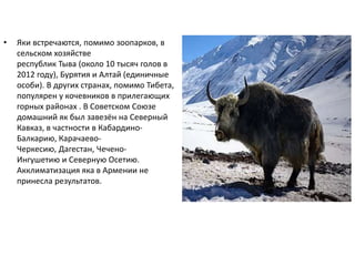 • Яки встречаются, помимо зоопарков, в
сельском хозяйстве
республик Тыва (около 10 тысяч голов в
2012 году), Бурятия и Алтай (единичные
особи). В других странах, помимо Тибета,
популярен у кочевников в прилегающих
горных районах . В Советском Союзе
домашний як был завезён на Северный
Кавказ, в частности в Кабардино-
Балкарию, Карачаево-
Черкесию, Дагестан, Чечено-
Ингушетию и Северную Осетию.
Акклиматизация яка в Армении не
принесла результатов.
 