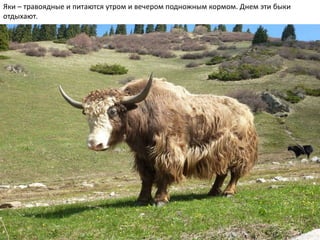 Яки – травоядные и питаются утром и вечером подножным кормом. Днем эти быки
отдыхают.
 