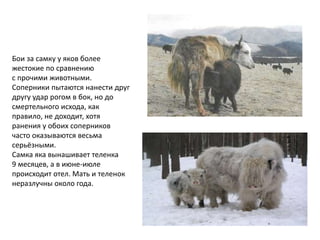 Бои за самку у яков более
жестокие по сравнению
с прочими животными.
Соперники пытаются нанести друг
другу удар рогом в бок, но до
смертельного исхода, как
правило, не доходит, хотя
ранения у обоих соперников
часто оказываются весьма
серьёзными.
Самка яка вынашивает теленка
9 месяцев, а в июне-июле
происходит отел. Мать и теленок
неразлучны около года.
 