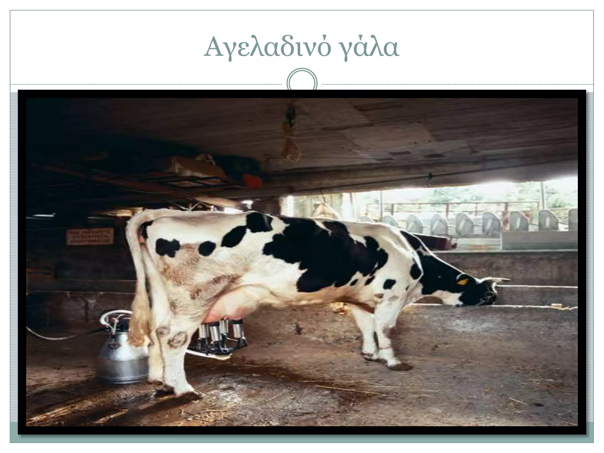 Αγελαδινό γάλα
 