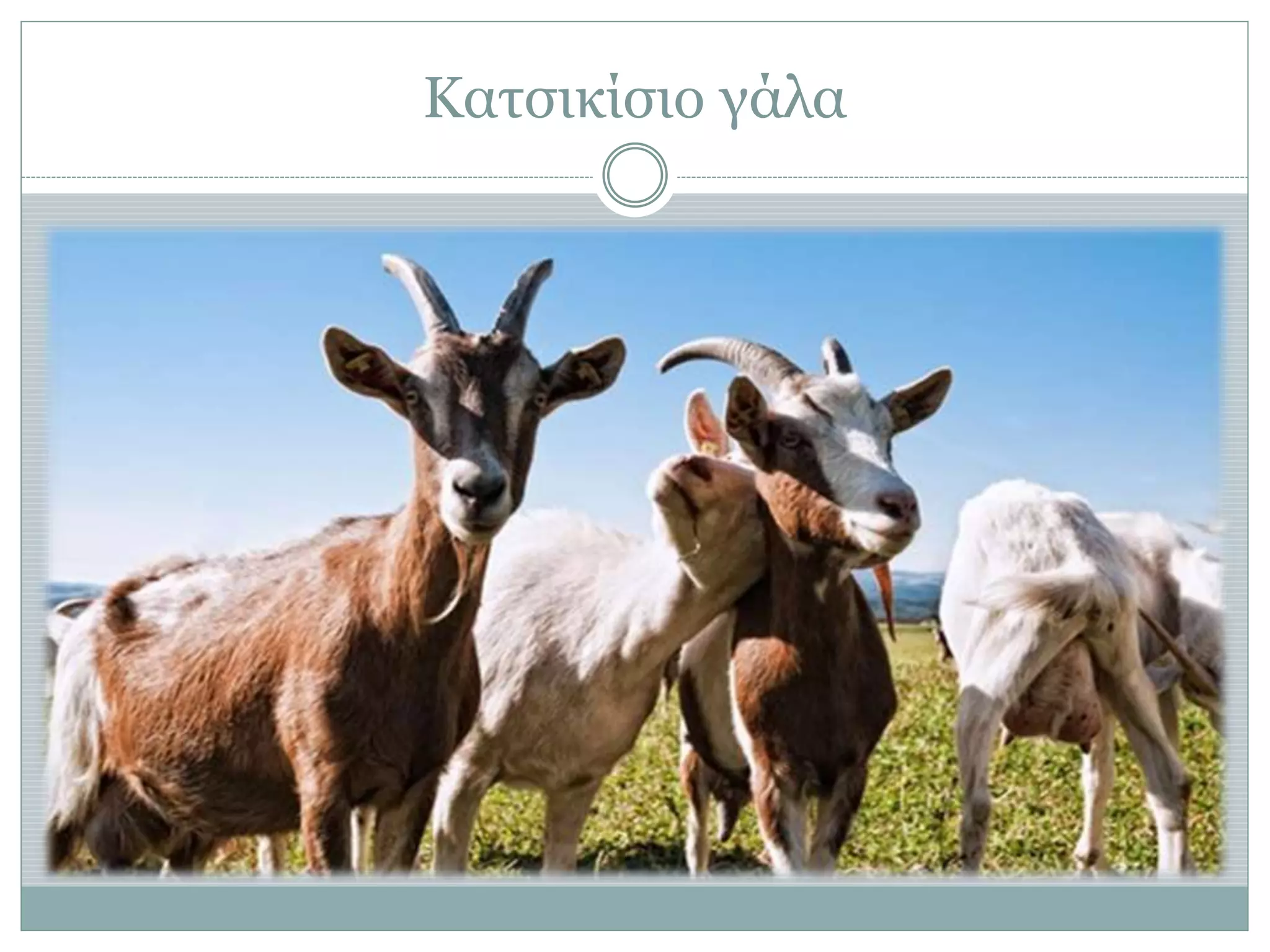 Κατσικίσιο γάλα
 