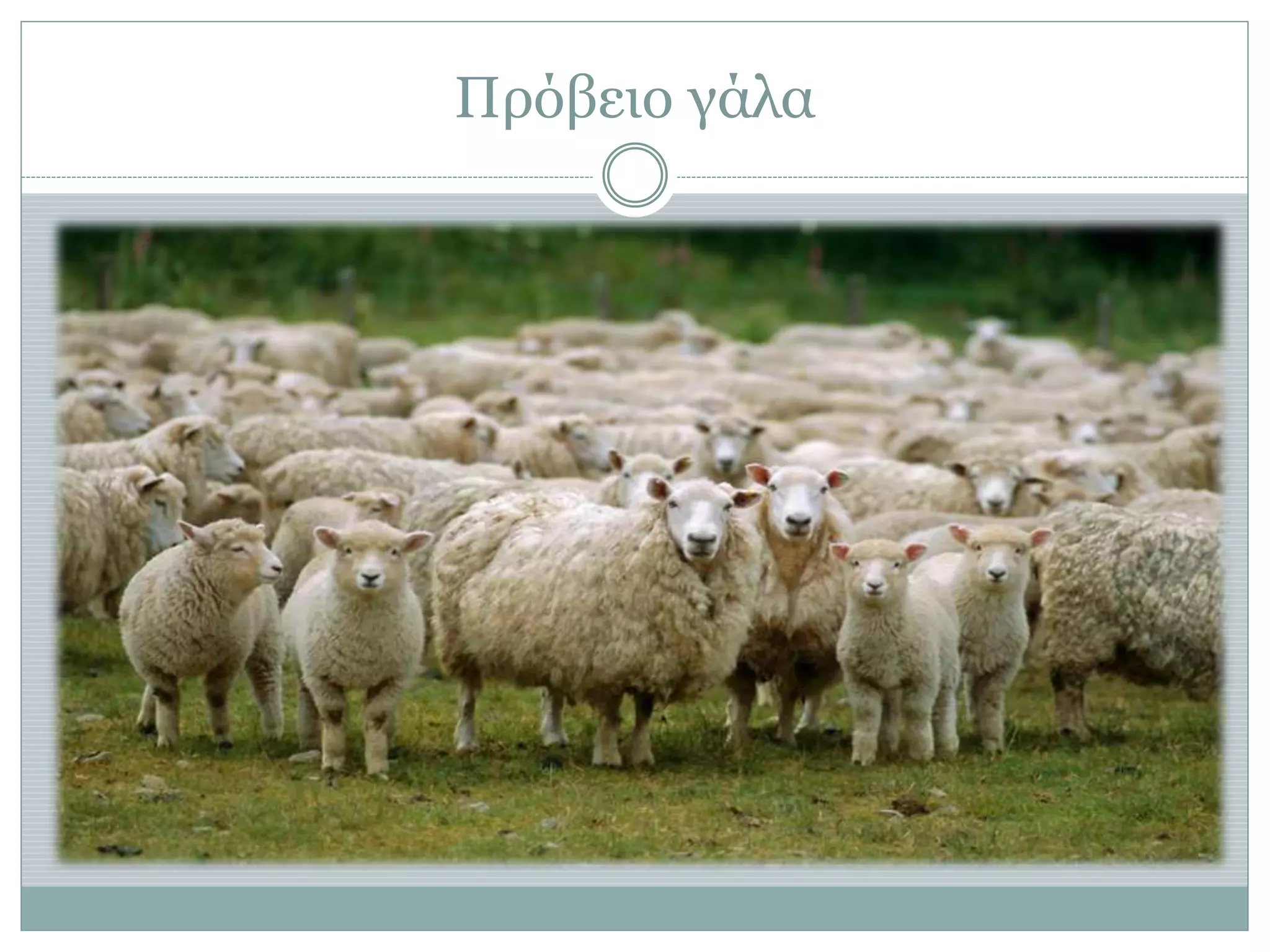 Πρόβειο γάλα
 