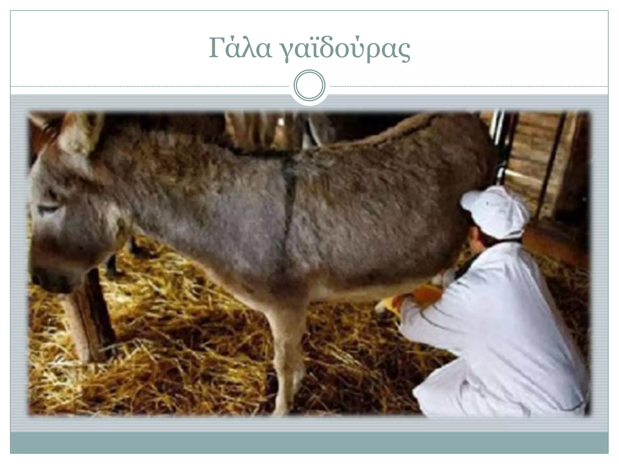 Γάλα γαϊδούρας
 