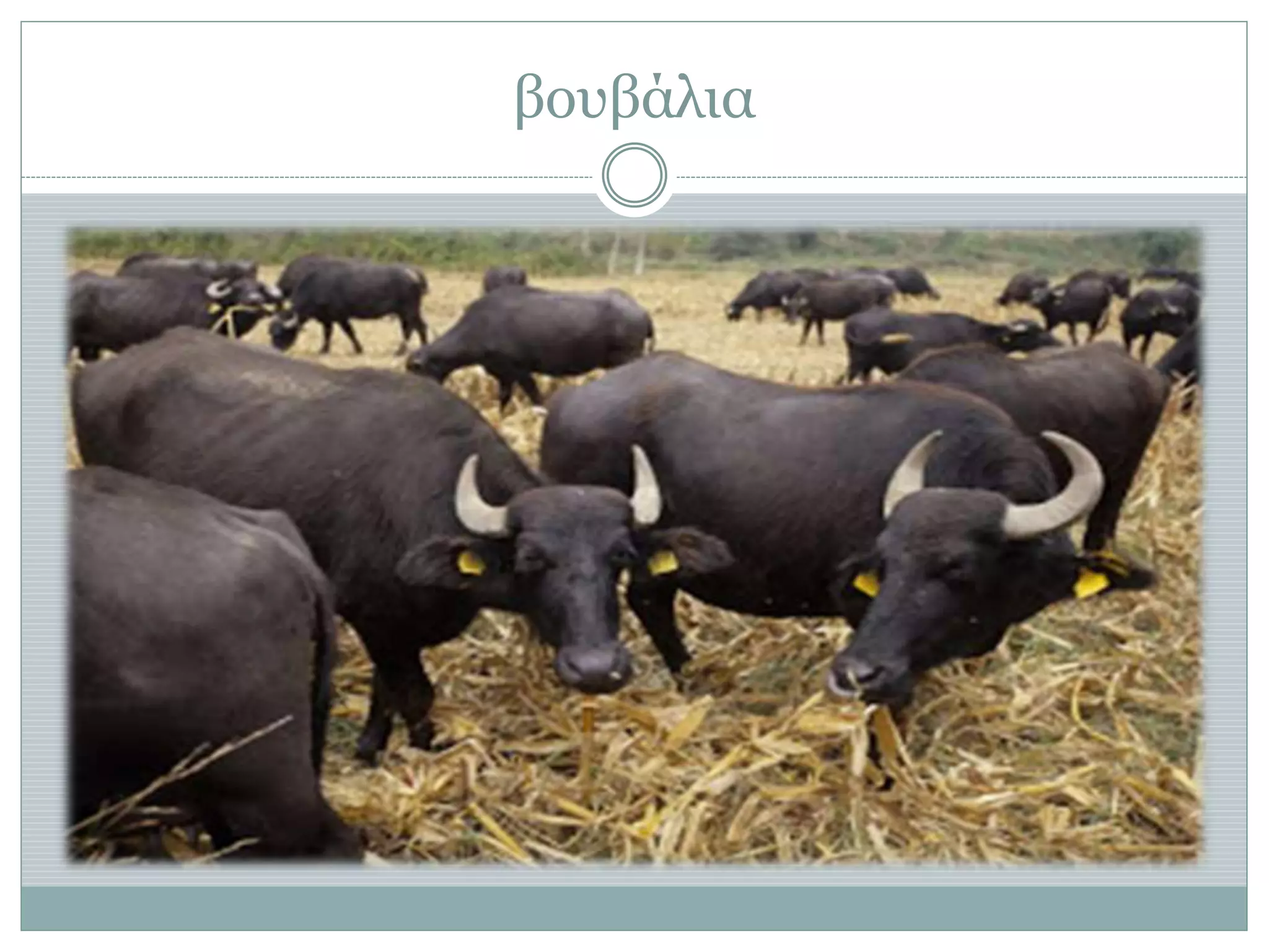 βουβάλια
 