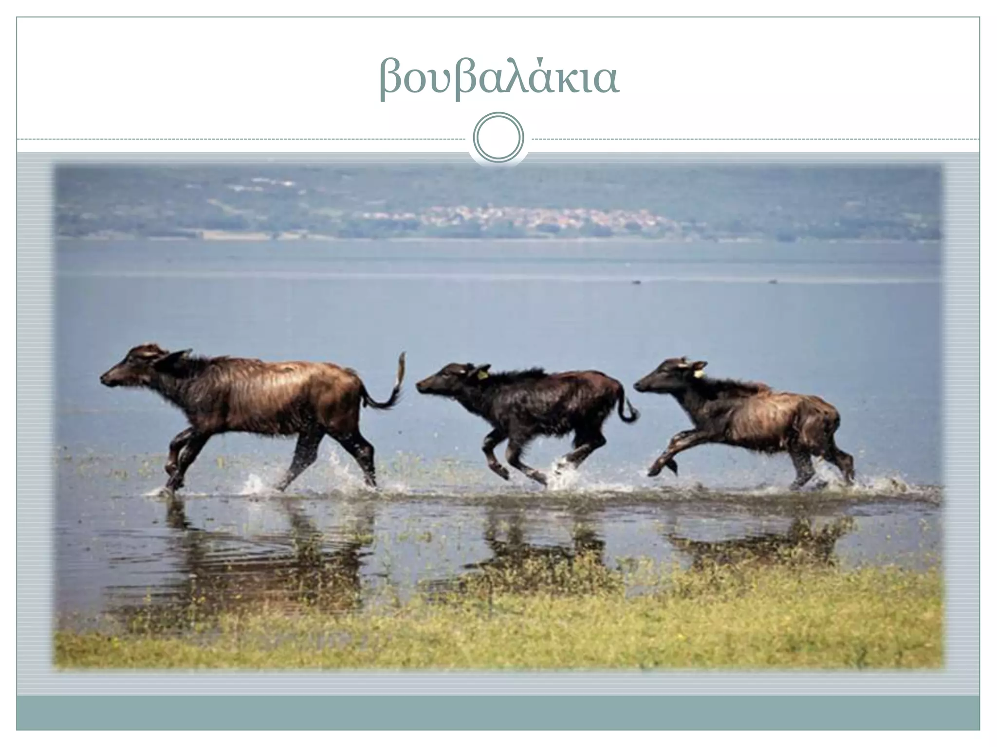 βουβαλάκια
 