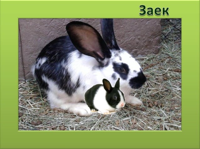 селскостопански животни вал. 2