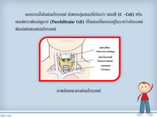 นอกจำกนั้นในต่อมไทรอยด์ ยังพบกลุ่มเซลล์ที่เรียกว่ำ เซลล์ซี (C –Cell) หรือ
เซลล์พำรำฟอลลิคูลำร์ (Parefollicular Cell) เป็นเซลล์ที่แทรกอยู่ในระหว่ำงไทรอยด์
ฟอลลิเคิลของต่อมไทรอยด์
ภำพลักษณะของต่อมไทรอยด์
 