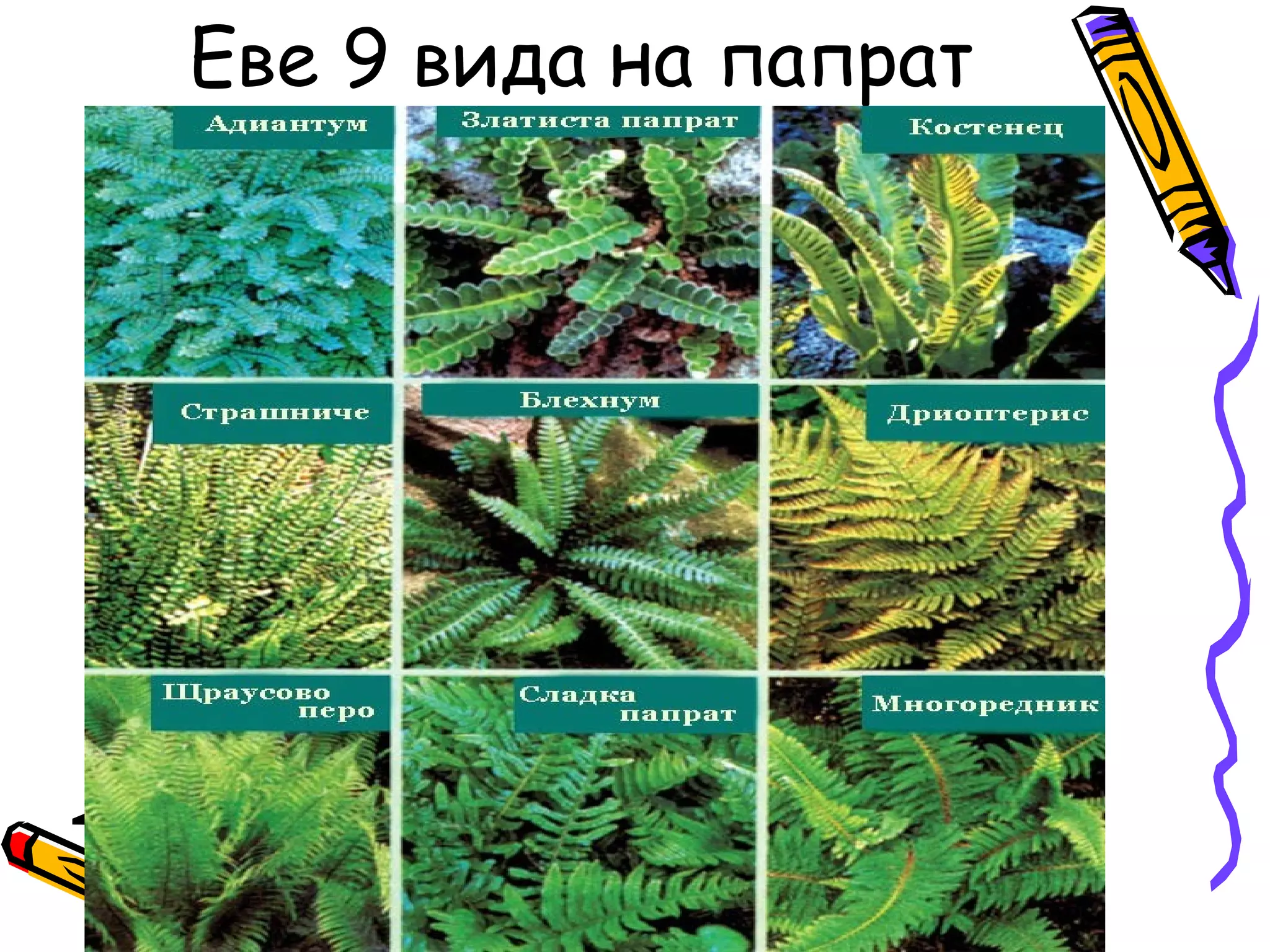 Еве 9 вида на папрат
 