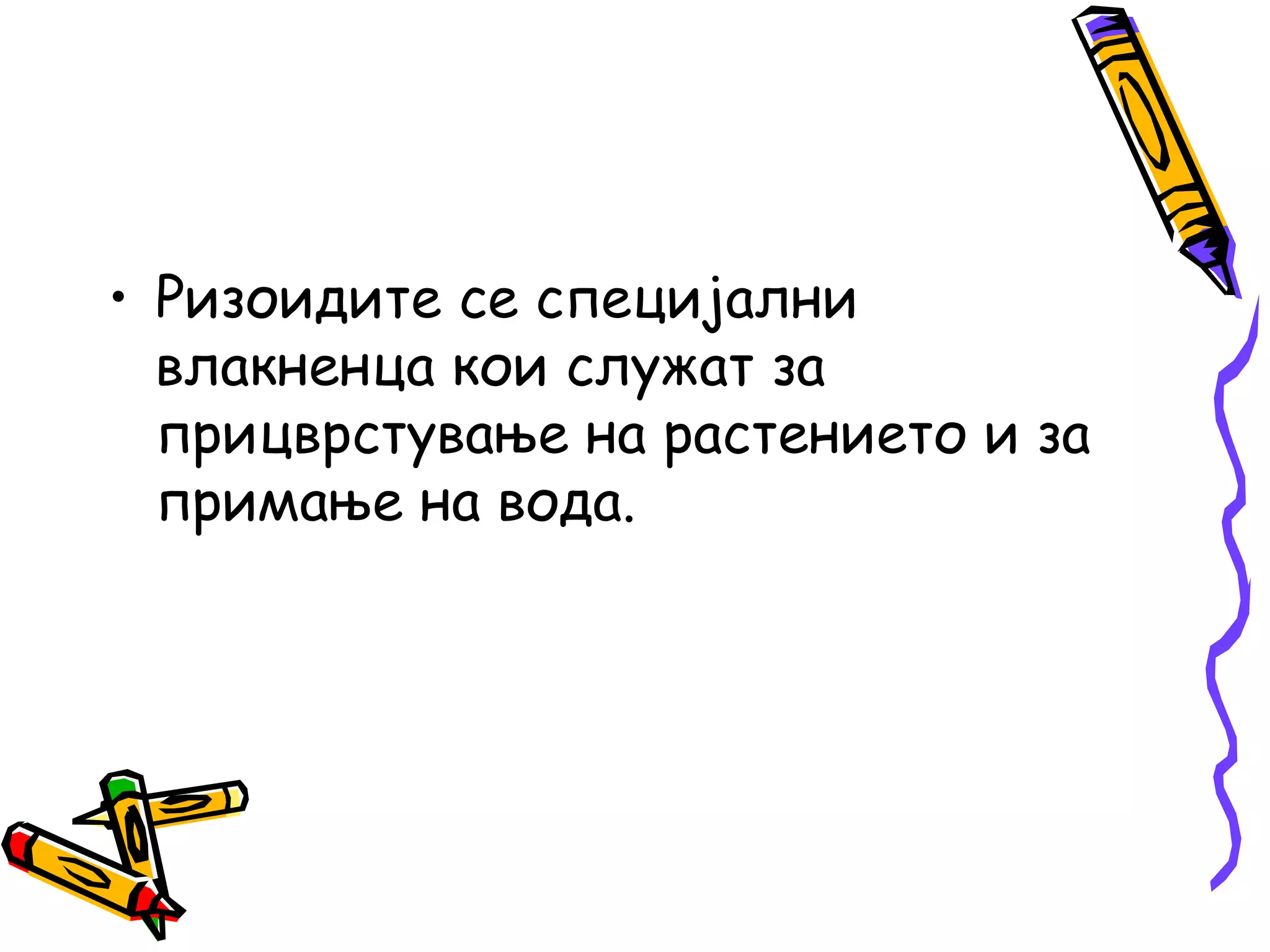 • Ризоидите се специјални
влакненца кои служат за
прицврстување на растението и за
примање на вода.
 
