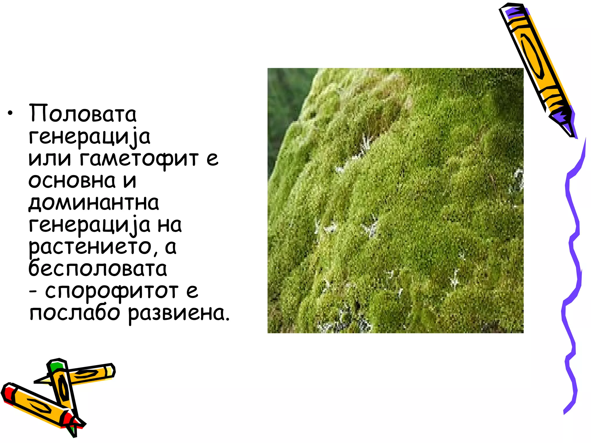 • Половата
генерација
или гаметофит е
основна и
доминантна
генерација на
растението, а
бесполовата
- спорофитот е
послабо развиена.
 