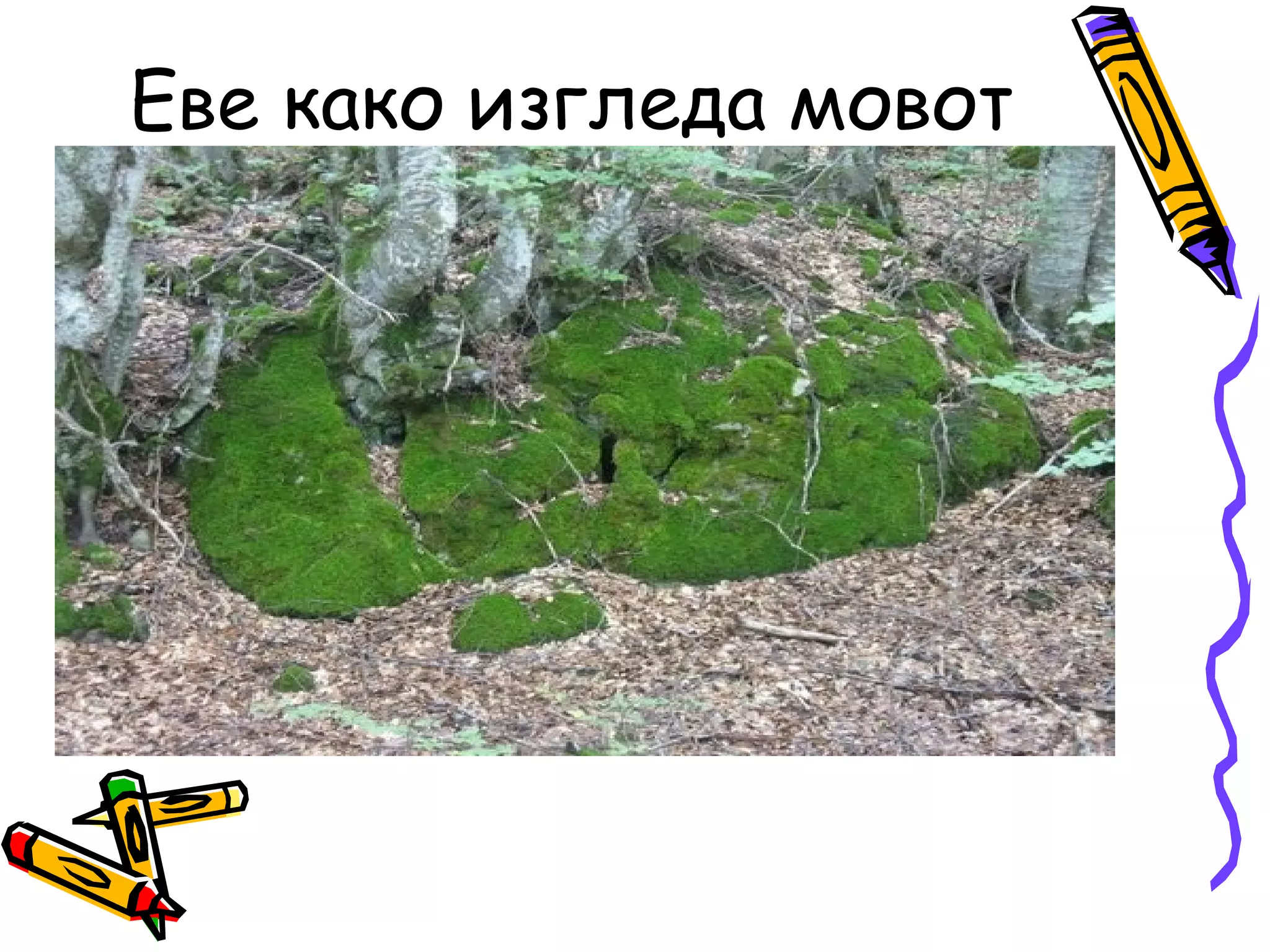 Еве како изгледа мовот
 