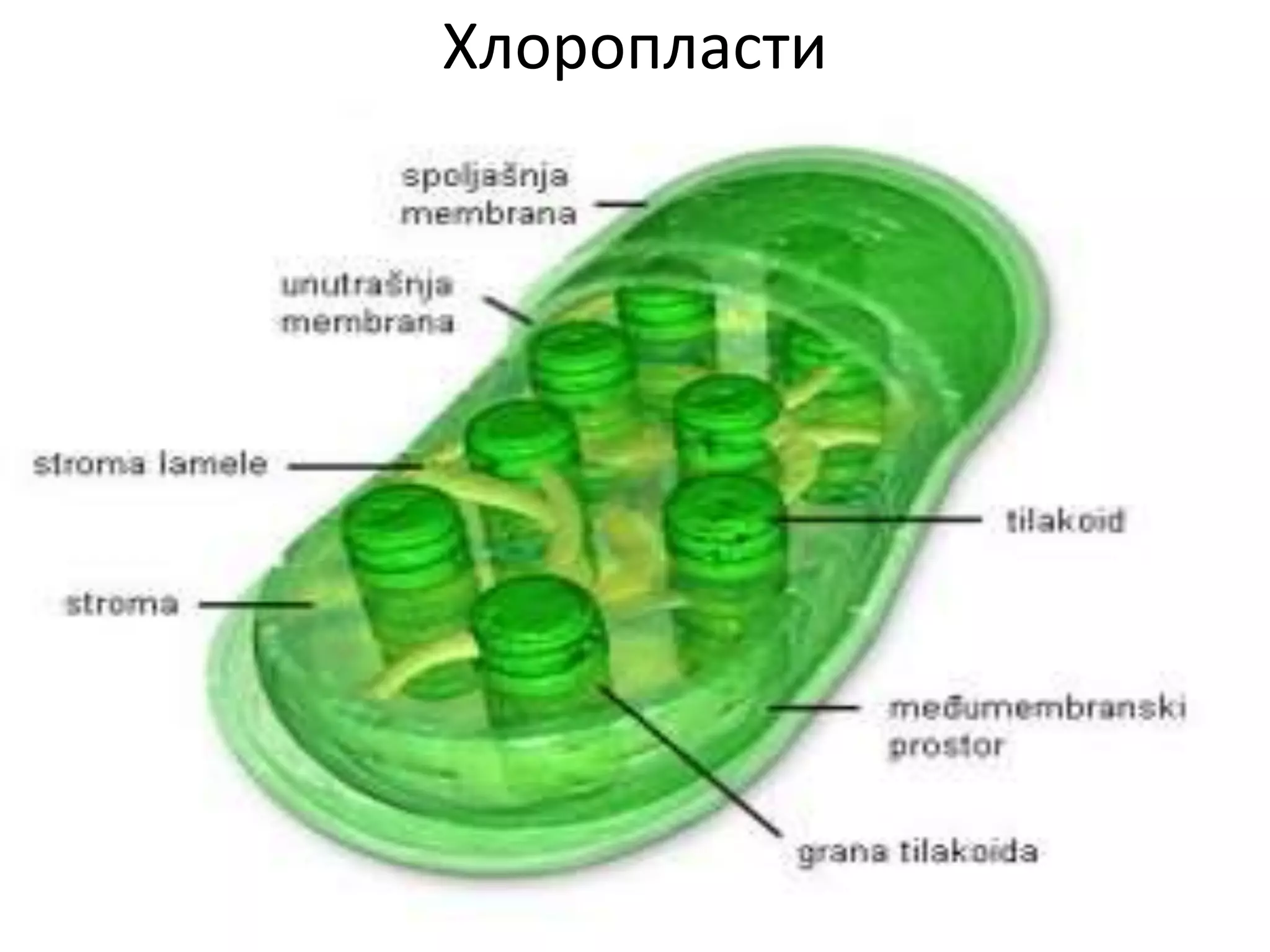 Хлоропласти
 