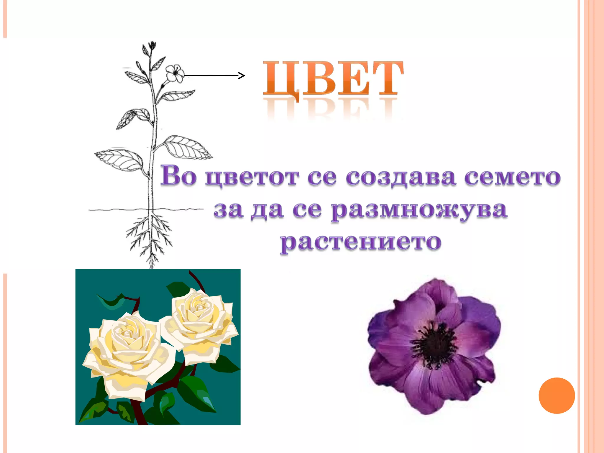 органи кај растението марија митриновска