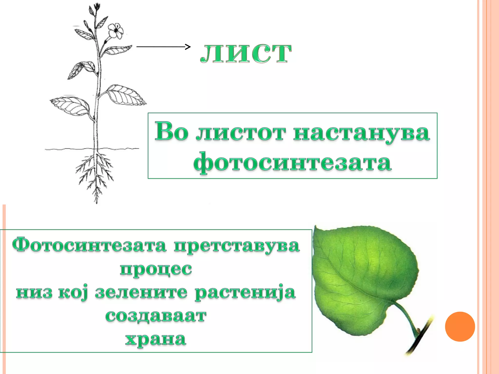 органи кај растението марија митриновска