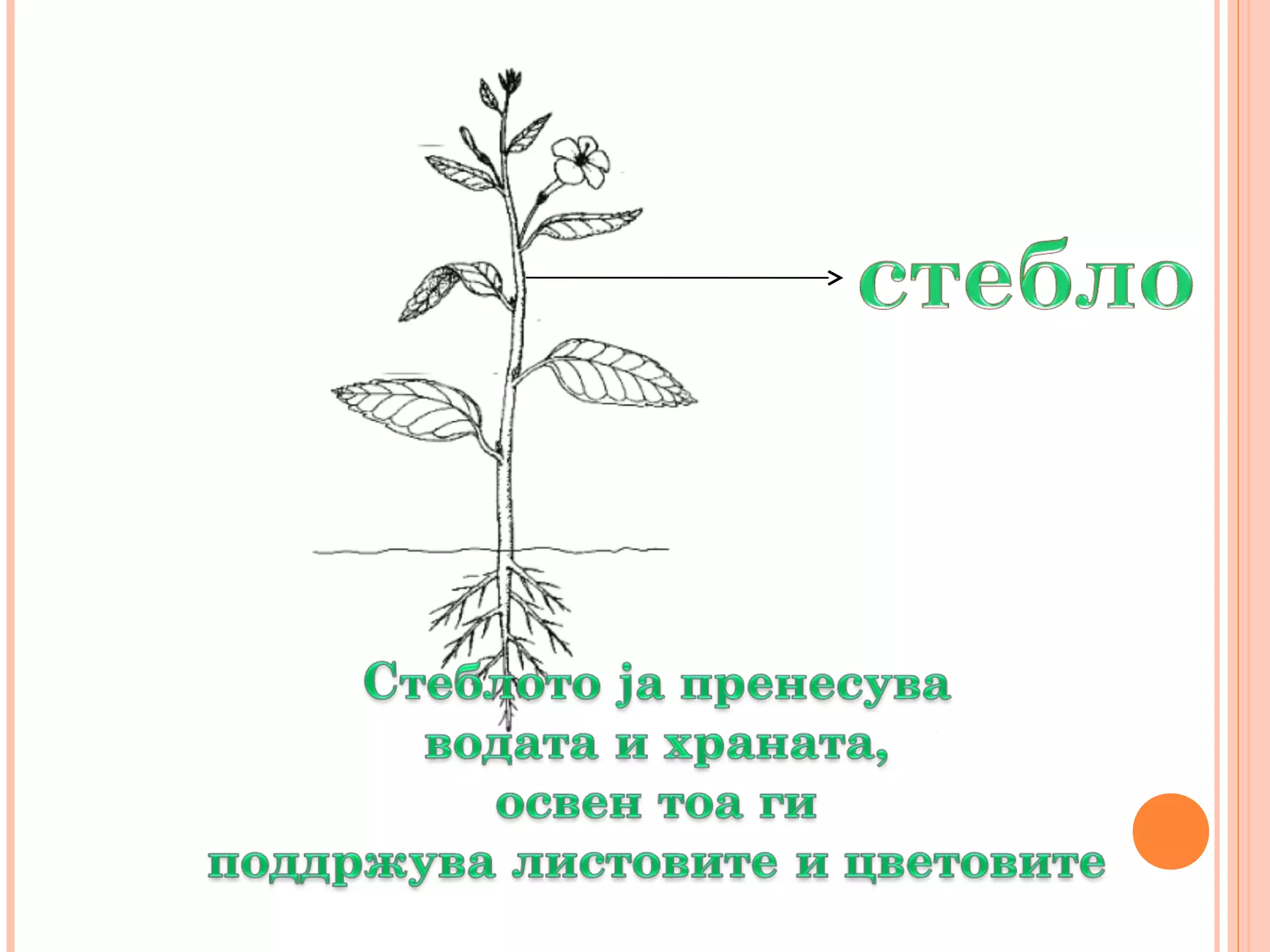 органи кај растението марија митриновска