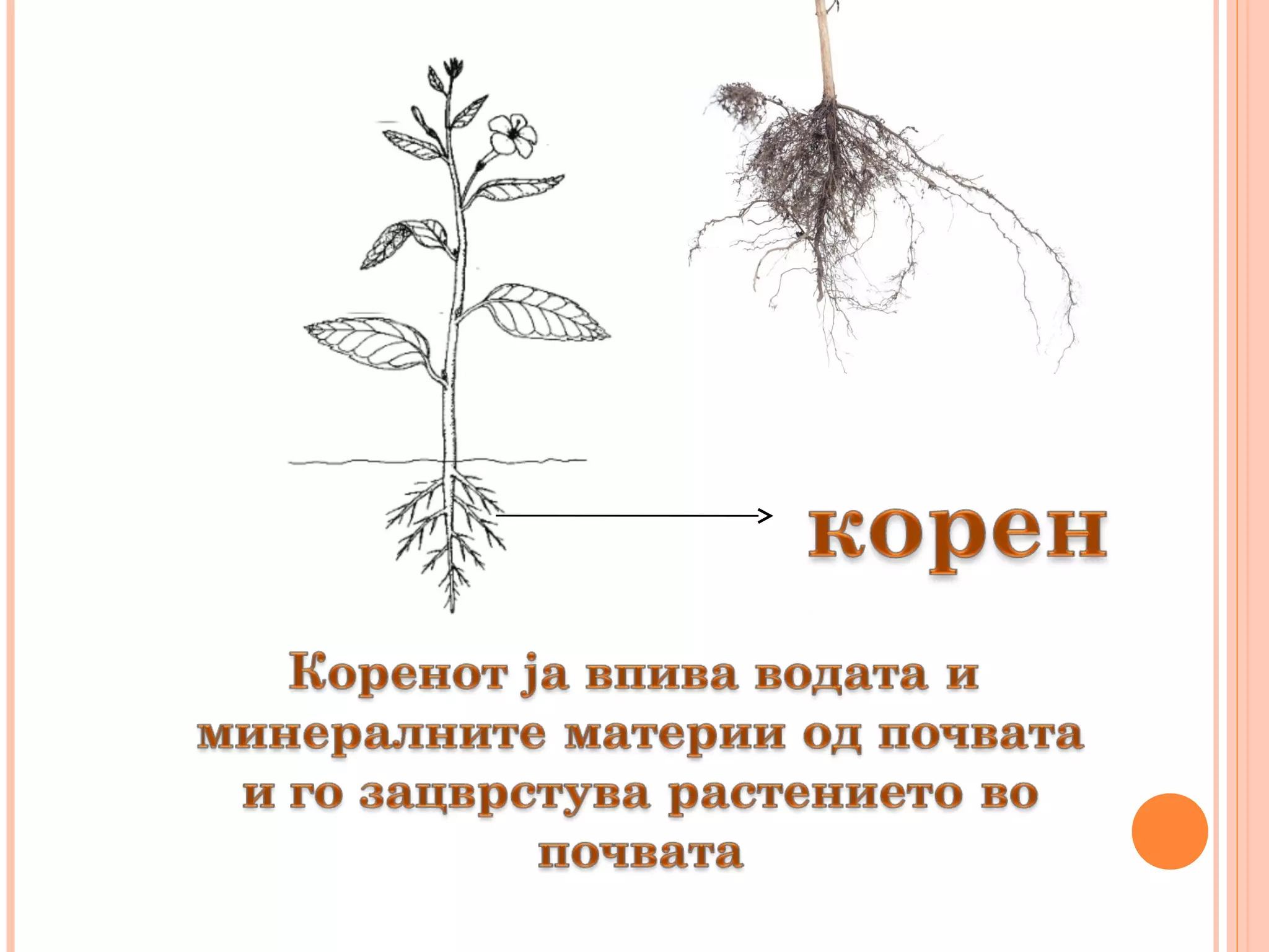 органи кај растението марија митриновска