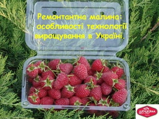 Ремонтантна малина:
особливості технології
вирощування в Україні.
 