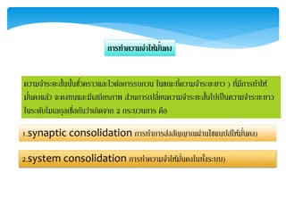 กำรทำควำมจำให้มั่นคง
ความจาระยะสั้นนั้นชั่วคราวและไวต่อการรบกวน ในขณะที่ความจาระยะยาว ) ที่มีการทาให้
มั่นคงแล้ว จะคงทนและมีเสถียรภาพ ส่วนการเปลี่ยนความจาระยะสั้นไปเป็นความจาระยะยาว
ในระดับโมเลกุลเชื่อกันว่าเกิดจาก 2 กระบวนการ คือ
1.synaptic consolidation การทาการส่งสัญญาณผ่านไซแนปส์ให้มั่นคง)
2.system consolidation การทาความจาให้มั่นคงในทั้งระบบ)
 
