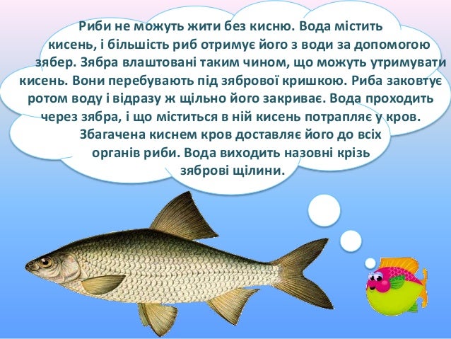 хто такі риби