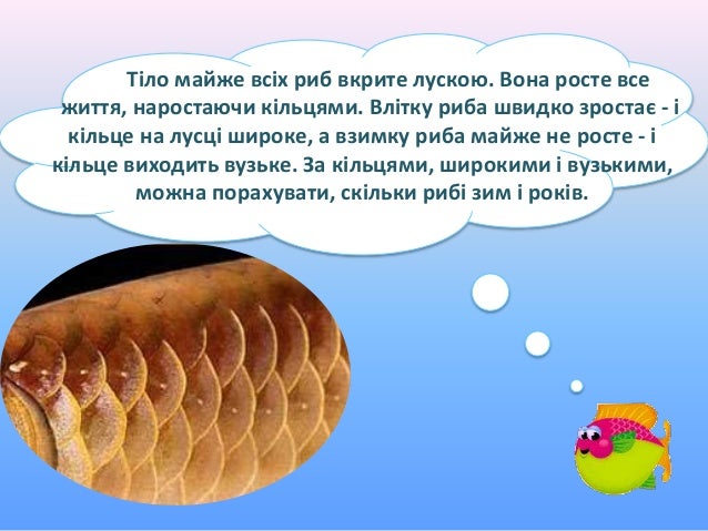 хто такі риби