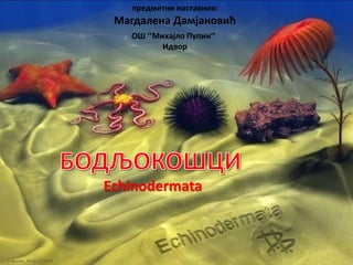 Echinodermata
OШ ’’Михајло Пупин’’
Идвор
предметни наставник:
Магдалена Дамјановић
 