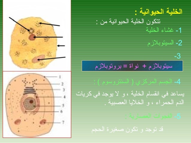 في الخلية الحيوانية لاتحتوي على