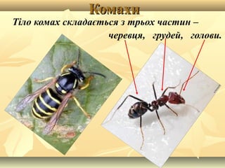 КомахиКомахи
Тіло комах складається з трьох частин –
черевця, грудей, голови.
 