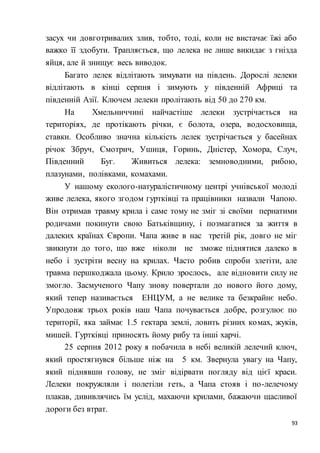 93
засух чи довготривалих злив, тобто, тоді, коли не вистачає їжі або
важко її здобути. Трапляється, що лелека не лише викидає з гнізда
яйця, але й знищує весь виводок.
Багато лелек відлітають зимувати на південь. Дорослі лелеки
відлітають в кінці серпня і зимують у південній Африці та
південній Азії. Ключем лелеки пролітають від 50 до 270 км.
На Хмельниччині найчастіше лелеки зустрічається на
територіях, де протікають річки, є болота, озера, водосховища,
ставки. Особливо значна кількість лелек зустрічається у басейнах
річок Збруч, Смотрич, Ушиця, Горинь, Дністер, Хомора, Случ,
Південний Буг. Живиться лелека: земноводними, рибою,
плазунами, полівками, комахами.
У нашому еколого-натуралістичному центрі учнівської молоді
живе лелека, якого згодом гуртківці та працівники назвали Чапою.
Він отримав травму крила і саме тому не зміг зі своїми пернатими
родичами покинути свою Батьківщину, і позмагатися за життя в
далеких країнах Європи. Чапа живе в нас третій рік, довго не міг
звикнути до того, що вже ніколи не зможе піднятися далеко в
небо і зустріти весну на крилах. Часто робив спроби злетіти, але
травма першкоджала цьому. Крило зрослось, але відновити силу не
змогло. Засмученого Чапу знову повертали до нового його дому,
який тепер називається ЕНЦУМ, а не велике та безкрайнє небо.
Упродовж трьох років наш Чапа почувається добре, розгулює по
території, яка займає 1.5 гектара землі, ловить різних комах, жуків,
мишей. Гуртківці приносять йому рибу та інші харчі.
25 серпня 2012 року я побачила в небі великій лелечий ключ,
який простягнувся більше ніж на 5 км. Звернула увагу на Чапу,
який піднявши голову, не зміг відірвати погляду від цієї краси.
Лелеки покружляли і полетіли геть, а Чапа стояв і по-лелечому
плакав, дививлячись їм услід, махаючи крилами, бажаючи щасливої
дороги без втрат.
 