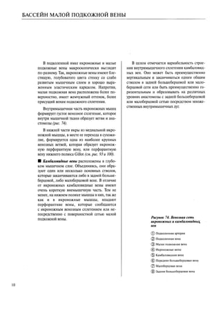 атлас анатомии поверхностных вен нижних конечностей