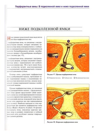 атлас анатомии поверхностных вен нижних конечностей