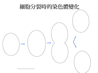 細胞分裂時的染色體變化
 