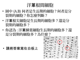 洋 根間細胞蔥
• 圖中 (A.B) 何者是生長期的細胞 ? 何者是分
裂期的細胞 ? 你怎麼判斷 ?
• 洋 根尖細胞是生長期的細胞多蔥 ? 還是分
裂期的細胞多 ?
• 你認為 : 洋 鱗葉細胞生長期的細胞多蔥 ? 還
是分裂期的細胞多 ? 為什麼 ?
• 請將答案寫在白板上
 