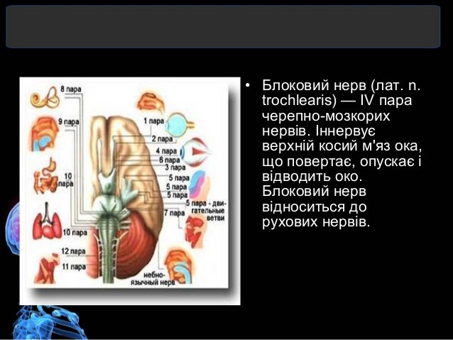 Моторная дизартрия это