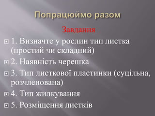 вн.будова листка | PPT