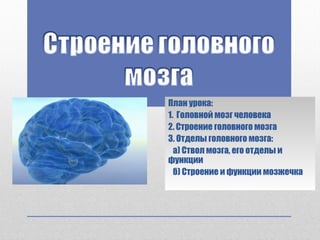 План урока:
1. Головной мозг человека
2. Строение головного мозга
3. Отделы головного мозга:
а) Ствол мозга, его отделы и
функции
б) Строение и функции мозжечка
 