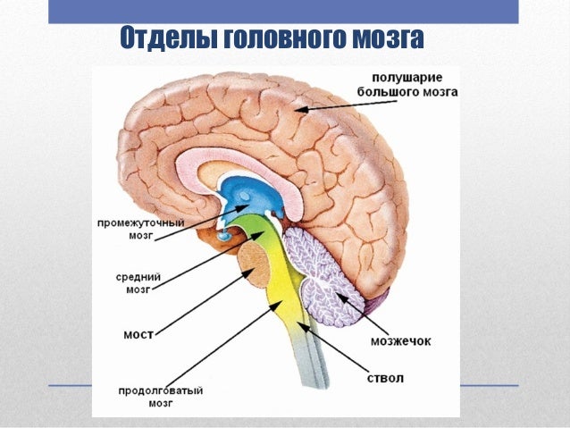 Где мозги на гранте