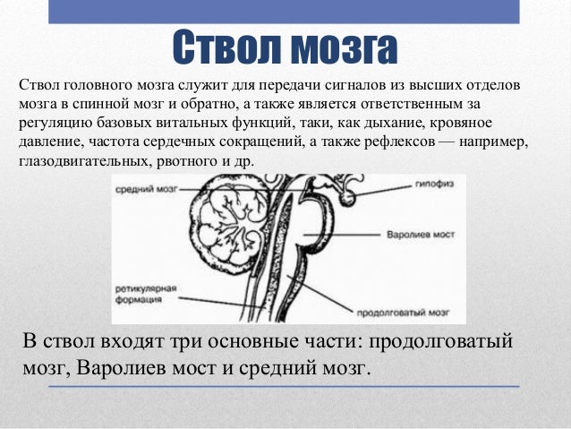 Перенос мозгов гранта