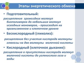 Этапы энергетического обмена
• Подготовительный:
расщепление громоздких молекул
биополимеров до небольших молекул
исходных мономеров, - происходит на
организменном и клеточном уровне
• Бескислородный (гликолиз):
расщепление без участия кислорода молекулы
глюкозы на две молекулы молочной кислоты
• Кислородный (клеточное дыхание):
расщепление в присутствии кислорода молекул
молочной кислоты до углекислого газа и
воды
 