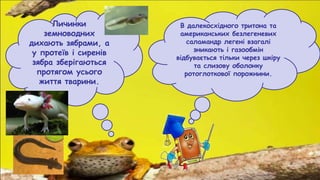 В далекосхідного тритона та
американських безлегеневих
саламандр легені взагалі
зникають і газообмін
відбувається тільки через шкіру
та слизову оболонку
ротоглоткової порожнини.
Личинки
земноводних
дихають зябрами, а
у протеїв і сиренів
зябра зберігаються
протягом усього
життя тварини.
 