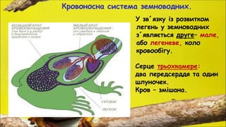 Кровоносна система земноводних.
У зв´язку із розвитком
легень у земноводних
з´являється друге– мале,
або легеневе, коло
кровообігу.
Серце трьохкамере:
два передсерддя та один
шлуночек.
Кров – змішана.
 