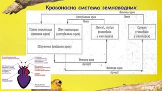 Кровоносна система земноводних
 