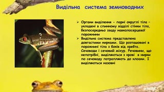 Видільна система земноводних
 Органи виділення - парні округлі тіла –
укладені в спинному відділі стінки тіла,
безпосередньо ззаду навколосерцевої
порожнини
 Видільна система представлена
довгастими нирками. Що розташовані в
порожнині тіла з боків від хребта.
Сечоводи і сечовий міхур. Речовини, що
непотрібні, виділяються з крові в нирки
по сечоводу потрапляють до клоаки. І
виділяються назовні
 