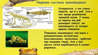 Складається з тих самих
відділів, що й у риб. Але в
них краще розвинений
передній мозок. У ньому,
на відміну від риб,
розміщені півкулі, які
відповідають за складні
форми поведінки.
Нервова система земноводних
Поведінка земноводних пов'язана з
різноманітними інстинктами
(мисливськими, захисними, турботою
про нащадків тощо). Але у них
досить легко виробляються й умовні
рефлекси.
 