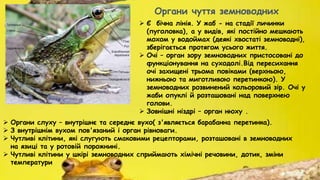  Є бічна лінія. У жаб - на стадії личинки
(пуголовка), а у видів, які постійно мешкають
мохом у водоймах (деякі хвостаті земноводні),
зберігається протягом усього життя.
 Очі – орган зору земноводних пристосовані до
функціонування на суходолі.Від пересихання
очі захищені трьома повіками (верхньою,
нижньою та миготливою перетинкою). У
земноводних розвинений кольоровий зір. Очі у
жаби опуклі й розташовані над поверхнею
голови.
 Зовнішні ніздрі – орган нюху .
Органи чуття земноводних
 Органи слуху – внутрішнє та середнє вухо( з'являється барабанна перетинка).
 З внутрішнім вухом пов'язаний і орган рівноваги.
 Чутливі клітини, які слугують смаковими рецепторами, розташовані в земноводних
на язиці та у ротовій порожнині.
 Чутливі клітини у шкірі земноводних сприймають хімічні речовини, дотик, зміни
температури
 