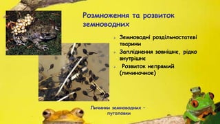  Земноводні роздільностатеві
тварини
 Запліднення зовнішнє, рідко
внутрішнє
 Розвиток непрямий
(личиночное)
Личинки земноводних –
пуголовкиИС
Розмноження та розвиток
земноводних
 