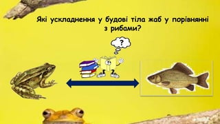Які ускладнення у будові тіла жаб у порівнянні
з рибами?
 