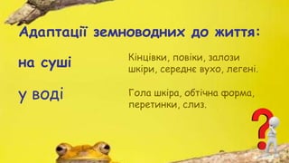 Адаптації земноводних до життя:
на суші
у воді
Кінцівки, повіки, залози
шкіри, середнє вухо, легені.
Гола шкіра, обтічна форма,
перетинки, слиз.
 