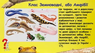 Клас Земноводні, або Амфібії
Це тварини, які в дорослому
стані здебільшого поширені
на суходолі, проте їхнє
розмноження і розвиток
відбуваються у воді.
Дорослі земноводні дихають
за допомогою легенів і
через шкіру, а їхні личинки
та деякі дорослі особини -
за допомогою зябер. Клас
Земноводні, або Амфібії,
налічує близько 4 тис.
сучасних видів (в Україні -
17).
 