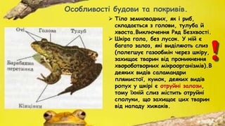  Тіло земноводних, як і риб,
складається з голови, тулуба й
хвоста.Виключення Ряд Безхвості.
 Шкіра гола, без лусок. У ній є
багато залоз, які виділяють слиз
(полегшує газообмін через шкіру,
захищає тварин від проникнення
хвороботворних мікроорганізмів).В
деяких видів саламандри
плямистої, кумок, деяких видів
ропух у шкірі є отруйні залози,
тому їхній слиз містить отруйні
сполуки, що захищає цих тварин
від нападу хижаків.
Особливості будови та покривів.
 
